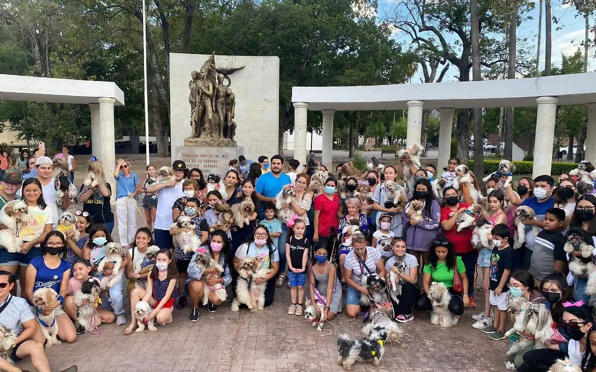 ¡Son adorables! Realizan marcha de perritos Shih Tzu en Tamaulipas